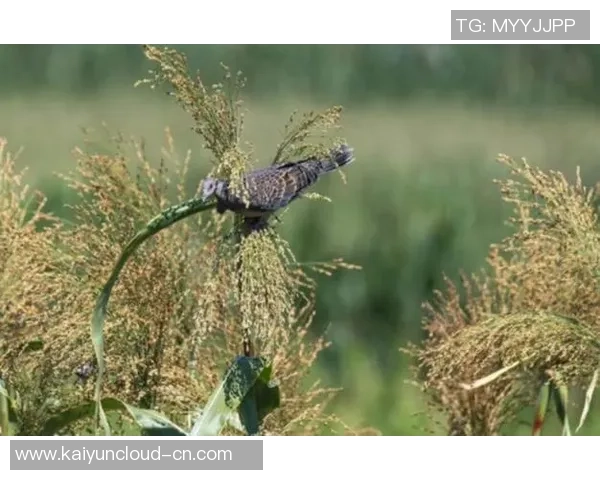 大阪钢吧与鸟类的奇妙对话探索自然与城市的和谐共生 大阪钢吧与鸟类的奇妙对话探索自然与城市的和谐共生